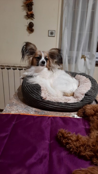 Au Royaume d'Ozzy, Eleveur de Chiens à Illiers-l'Évêque