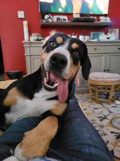 Elevage bouvier entlebuch du Mystère des Bastides, Eleveur de Chiens à Monflanquin