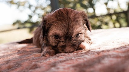 Elevage de Bichons Havanais Ylang Ylang Kennel, Eleveur de Chiens à Massegros Causses Gorges