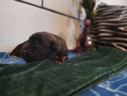 Élevage les Bergers du Ventoux, Eleveur de Chiens à Carpentras
