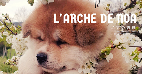 L'arche De Noa - Élevage D'akita Inu De Noa No Hakobune - Élevage Sélectionné Cfcnsj Et Scc 2023 Éleveur De Chiens à Chambost-Longessaigne