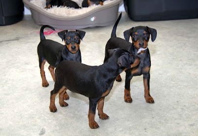 Elevage Canin De Pinschers Nains - Elevage Des Pinschéris - Caroline Vivier - MANCHE - MONTREUIL SUR LOZON, Eleveur de Chiens à Montreuil-sur-Lozon