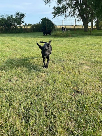 Auberge Canine Des Hauts De Flandre, Pension pour Chiens à Eringhem