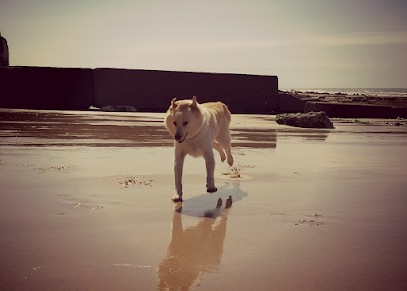Les 4 pattes du parc, Pension pour Chiens à Notre-Dame-du-Parc