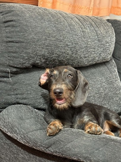 Les Minus Du Village De La Faisanderie, Eleveur de Chiens à Ardelles