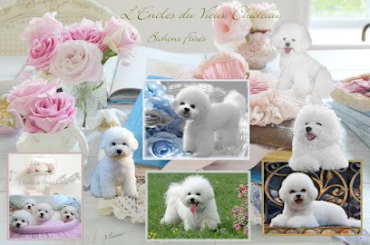 ACHAT/VENTE BICHONS ELEVAGE ENCLOS DU VIEUX CHATEAU, Eleveur de Chiens à Châteaurenard