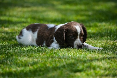 SOLOGNE HUNTERS, Eleveur de Chiens à Vouzon