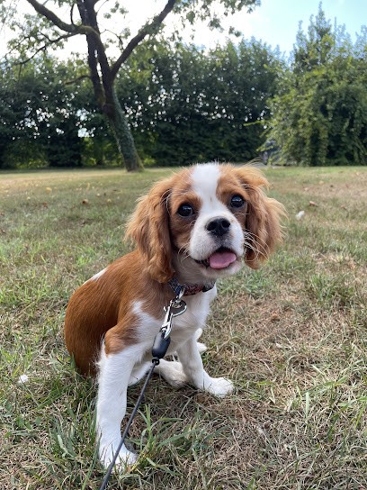 DOMAINE DE LA LOUVIOTIERE, Eleveur de Chiens à Évry-Grégy-sur-Yerre