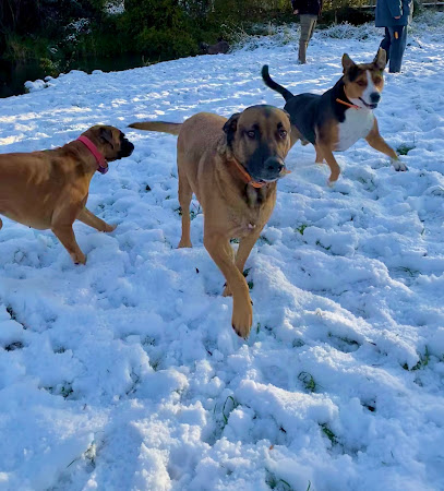 Peace N' Dogs, Dresseur De Chiens à Courdimanche-sur-Essonne