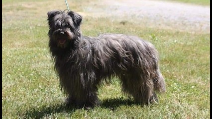 SOUM DE MATTE DU PLA D'ADET, Eleveur de Chiens à Vouharte