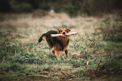 Académychien, Dresseur De Chiens à Sainte-Mesme
