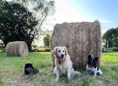 Aur'regard Canin Éducateur Comportementaliste Canin Dresseur De Chiens à Bosroumois