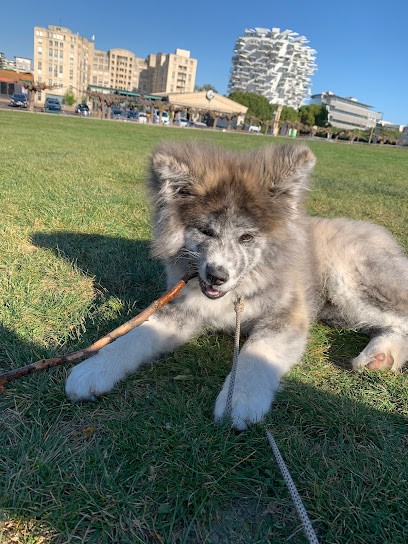 Élevage familial TENSHI SAKURA AI : Éleveur de AKITA INU en France, Eleveur de Chiens à Champigny-sur-Veude