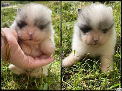 élevage des petits oursons, Eleveur de Chiens à Heugnes