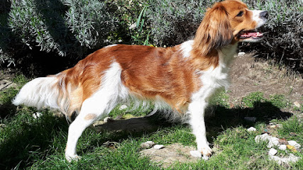Elevage Domaine De Baker Street Éleveur De Chiens à Broglie
