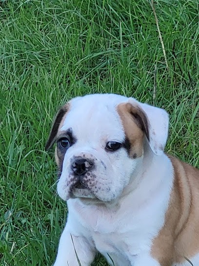 Des brumes du luberon, Eleveur de Chiens à Mallemort