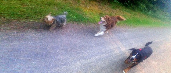 Sandrine Educ'Canine - Educateur Canin Comportementaliste - Vannes, Dresseur de Chiens à Theix-Noyalo