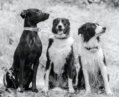 Celti'dog, Dresseur De Chiens à Niederbronn-les-Bains