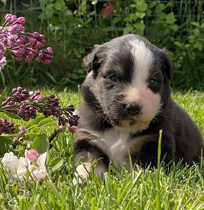 Les Ruines de Champlieu, Eleveur de Chiens à Néry