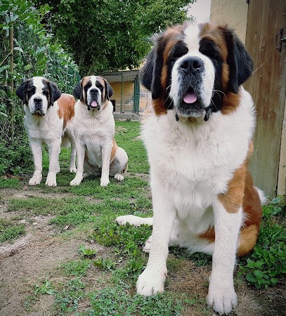 Des Préludes du Chassignolan, Eleveur de Chiens à Romenay