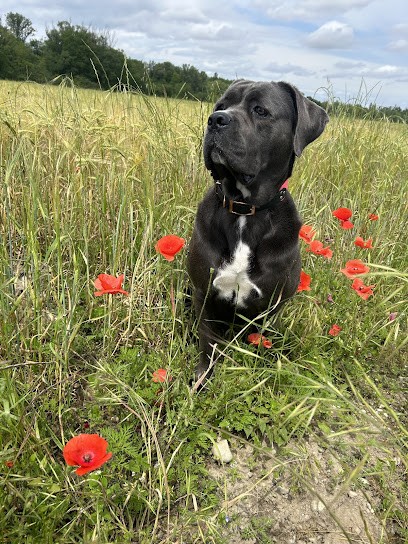 De Genevayse, Eleveur de Chiens à Theys