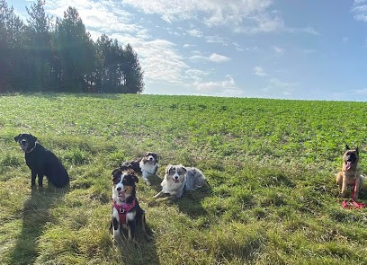 Coup De Patte - Simonnet Vanessa, Dresseur de Chiens à Vitry-le-François