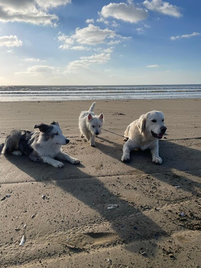 Éducateur canin à Nantes - Max&Compagnie, Dresseur de Chiens à Saint-Sébastien-sur-Loire