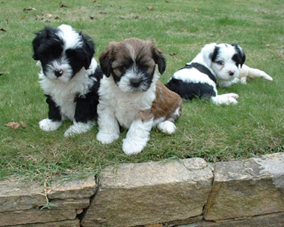Elevage Terriers Du Tibet Du Moulin De La Durandière Éleveur De Chiens à Oudon