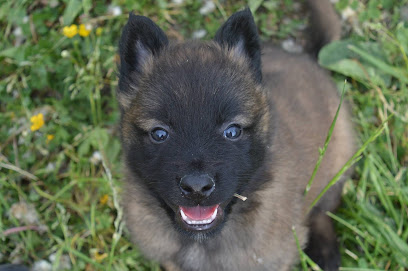 Elevage De La Plaine Des Cheyennes Éleveur De Chiens à Conthil