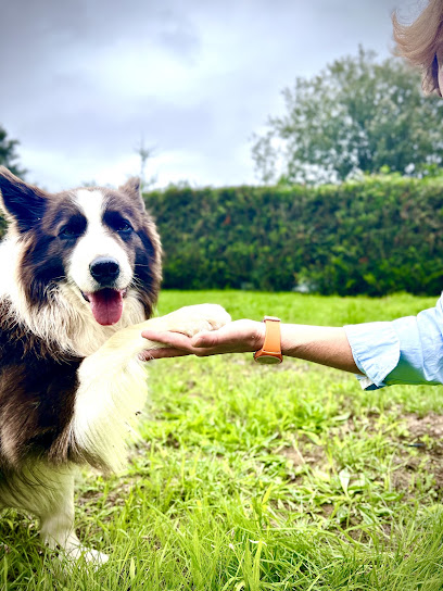 Tonus Coaching Canin Dresseur De Chiens à Saint-Yvi