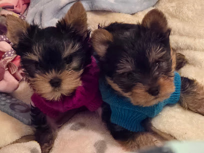Toutoupoilu Yorkhire Terrier, Éleveur De Chiens à Caudry