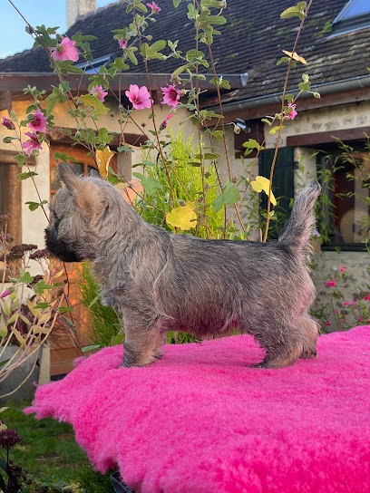 Elevage Cairn Terrier & Westie - Quentin's Touch, Eleveur de Chiens à Essay