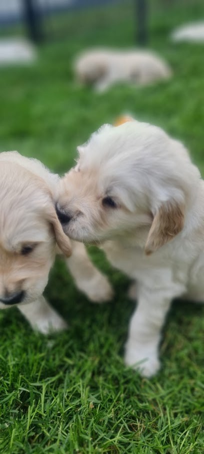 Le domaine de Glatigny élevage goldens retrievers, Eleveur de Chiens à Hermival-les-Vaux