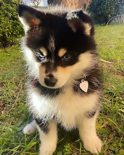 Domaine du Lys d'or, Eleveur de Chiens à Velleron