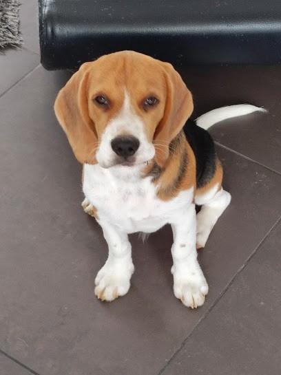 Elevage BEAGLES de Lécho des Fontaines, Eleveur de Chiens à Boé