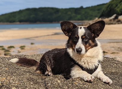 Élevage Familial De La Tribu Des Hermines, Eleveur de Chiens à Prat