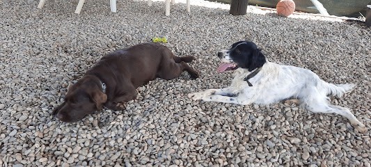 Centre De Loisirs Canin, Pet Sitter, Garde à La Journée, Promenade, Visite à Domicile, Pension pour Chiens à Campagnan