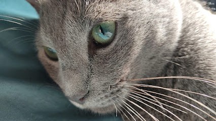 Domaine De Loumatpau, Eleveur de Chiens à Annezin