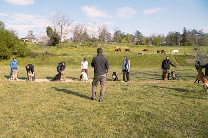 La Patte Du Gier - Educateur Canin Comportementaliste, Dresseur de Chiens à Rive-de-Gier