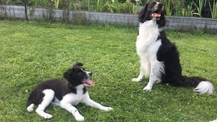 Delph'anim, Dresseur de Chiens à Wattrelos