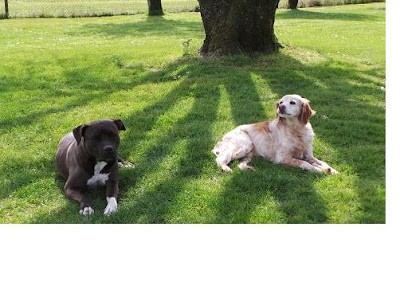 Pension Canine et Féline des Grands Lauriers, Pension pour Chiens à Chenon