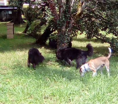HLeducOchiens éducateur canin dans le secteur d'Oloron sainte marie 64, Dresseur de Chiens à Verdets