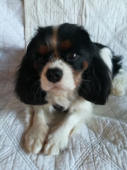 Logis Des Harfangs, Eleveur de Chiens à Saint-Trivier-de-Courtes