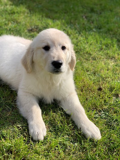 Le Domaine de Jeanne, Eleveur de Chiens aux Rues-des-Vignes