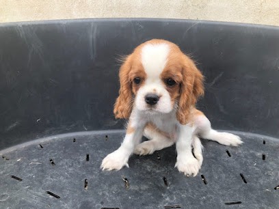 Le nid Douillet, Eleveur de Chiens à Munchhouse