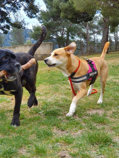 PEDADOGGY / Géraldine BAUCHAIRE / Éducatrice Canin / Provence Alpes Côtes D'Azur, Dresseur de Chiens à Marseille 11