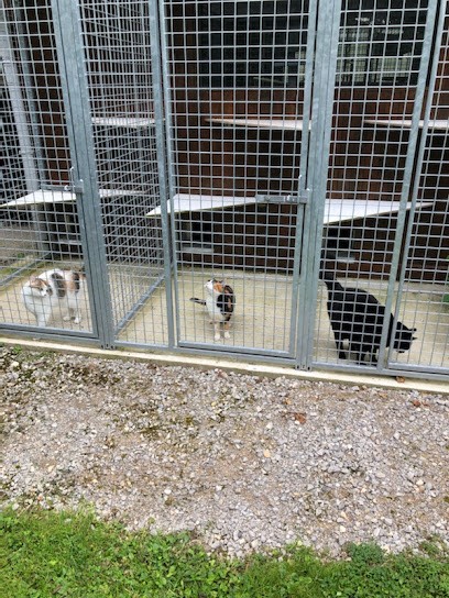 Pension canine et féline au bois du Châtel, Pension pour Chiens à Hescamps