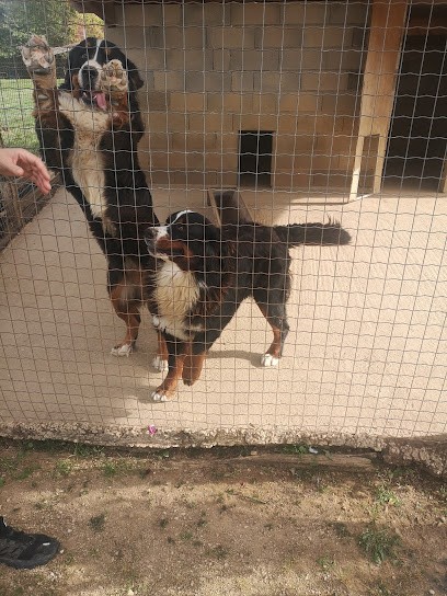 Haras de la Vergne, Eleveur de Chiens à Lanouaille