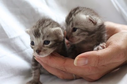 Duval Virginie, Eleveur de Chiens à Larchamp
