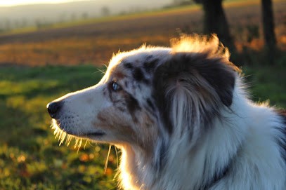 Educateur comportementaliste canin Soluchien Karinne, Dresseur de Chiens à Petiville